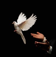 /album/a/biele-holuby-jpg2/